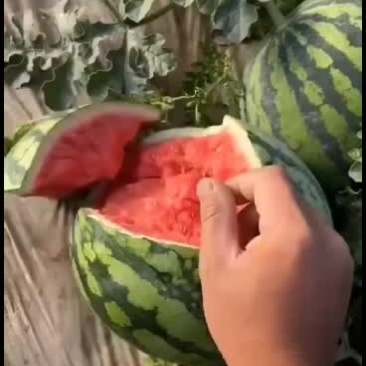 宁夏美都西瓜大量上市了