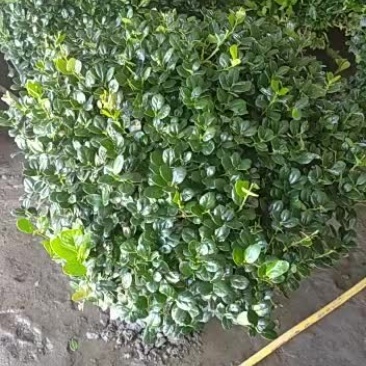 无刺枸骨，源优苗木，