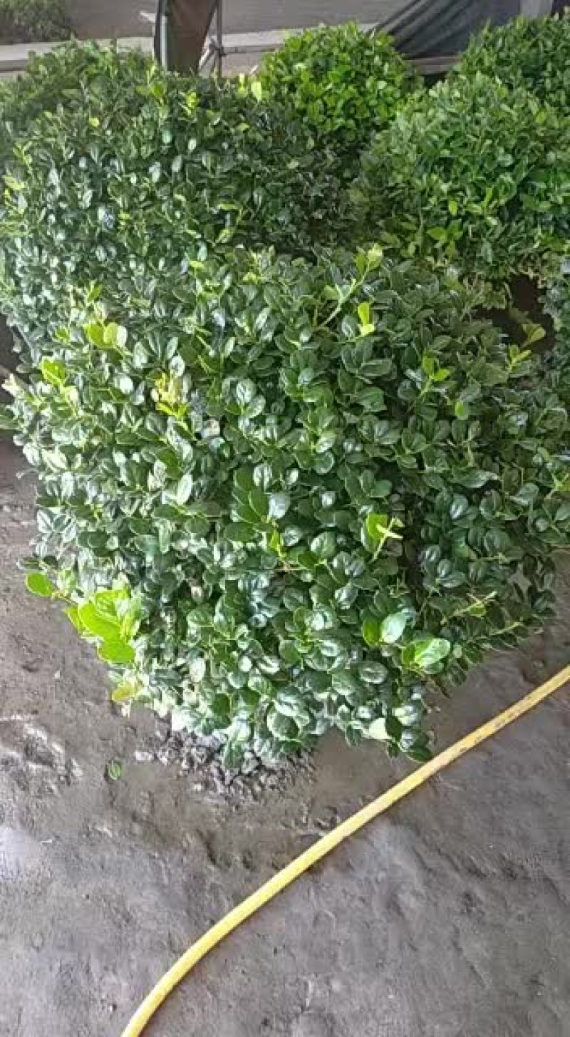 无刺枸骨，源优苗木，