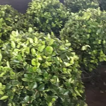 源优苗木，金森女贞，