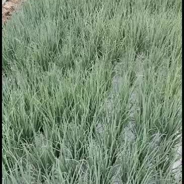 云南精品小葱，货源充足！