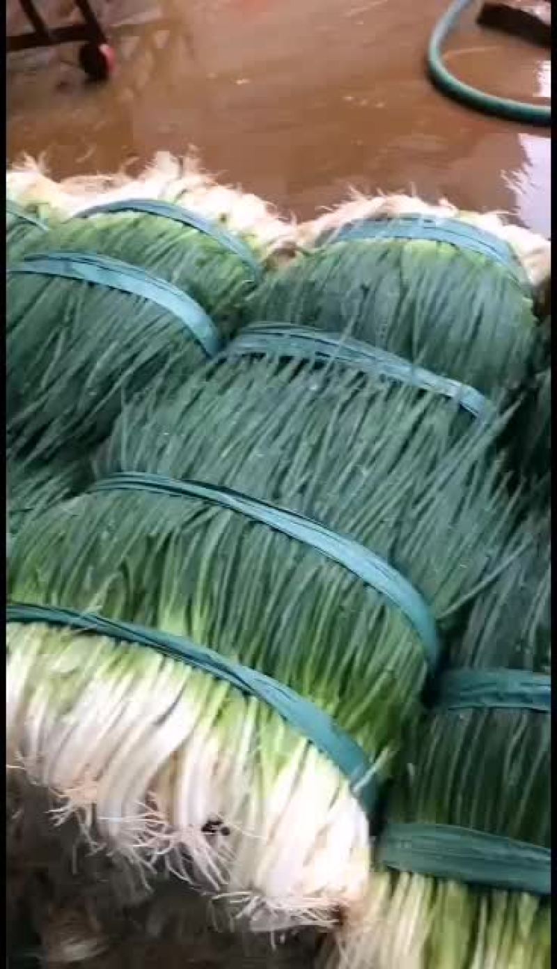 云南精品小葱，货源充足！