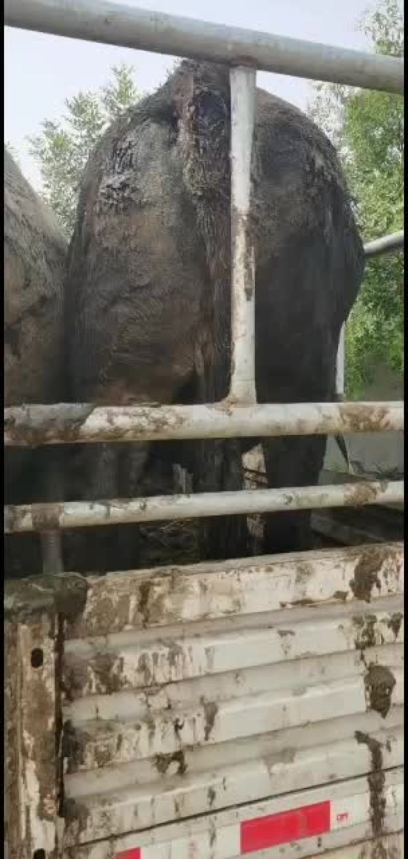 大量出售各种育肥母牛公牛