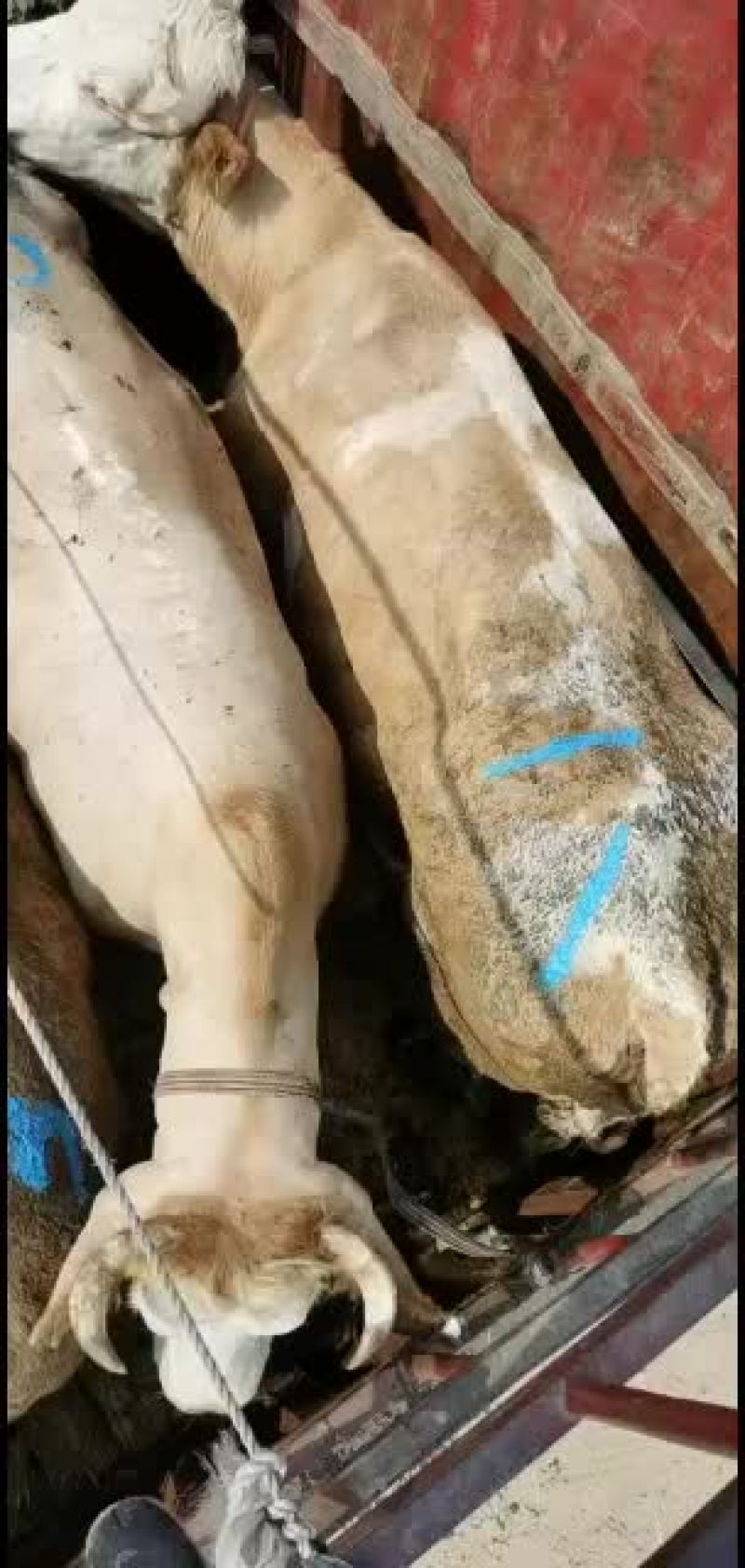 大量出售各种育肥母牛公牛