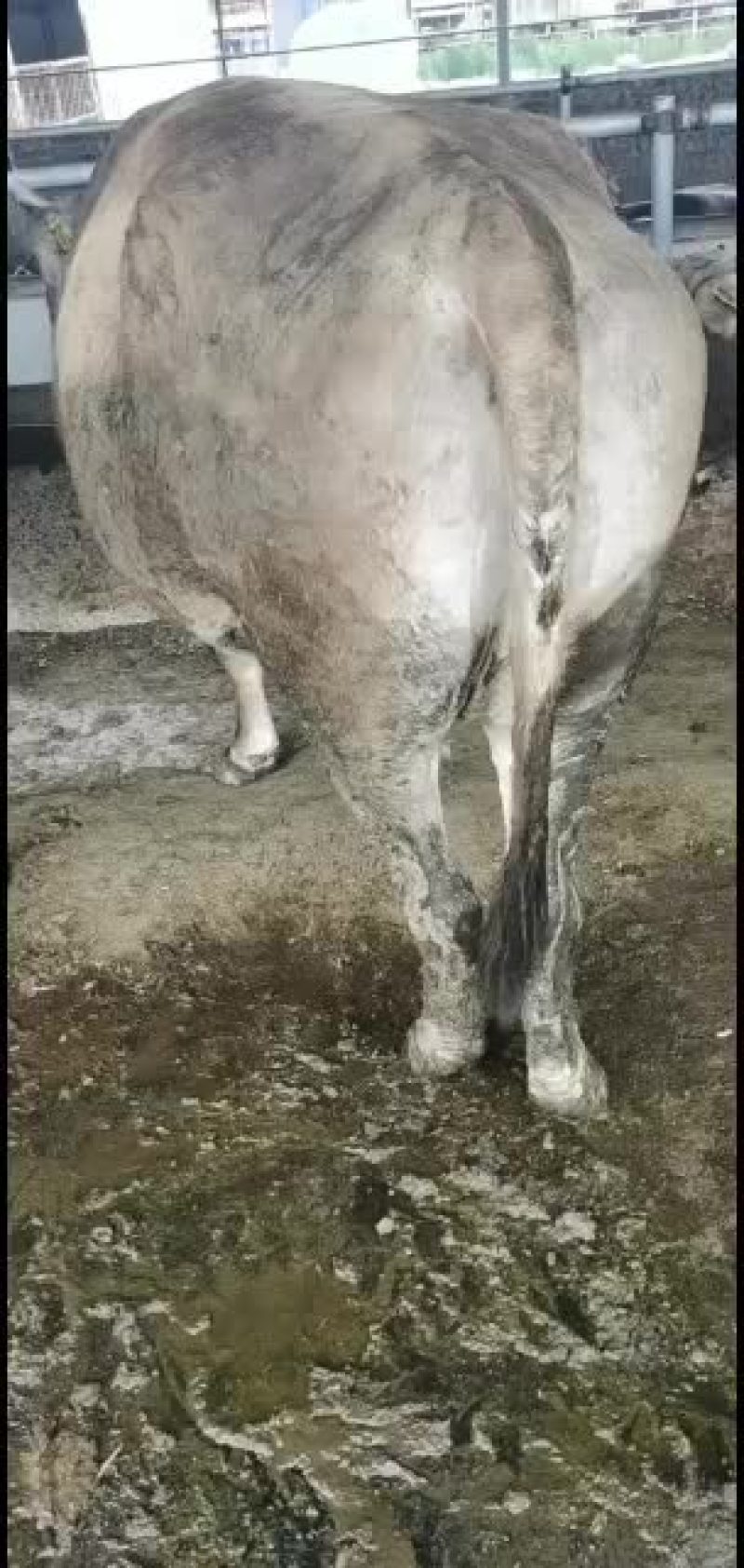 大量出售各种育肥母牛公牛