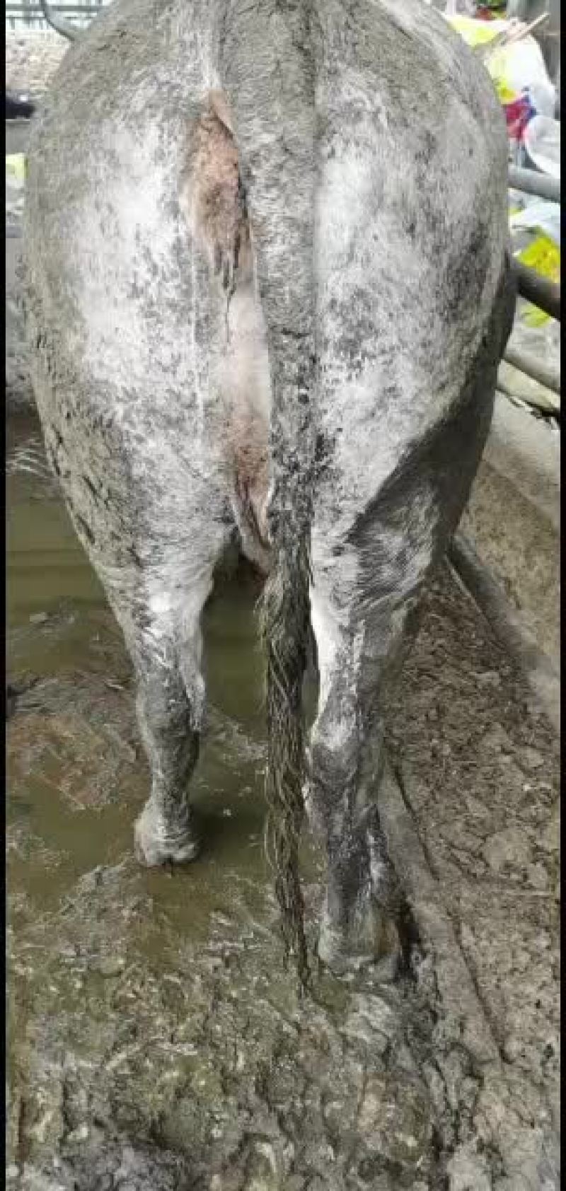 大量出售各种育肥母牛公牛