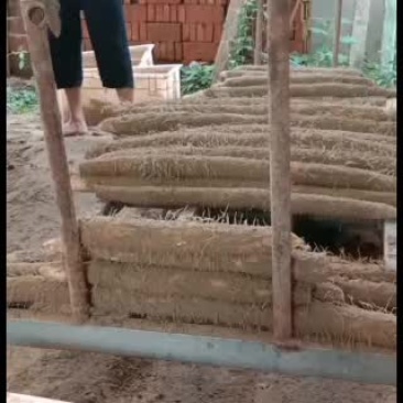 九斤黄山药热情欢迎采购老板