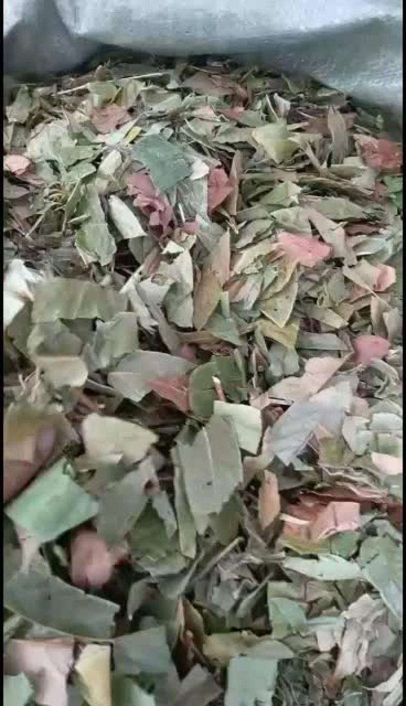 广西产野生葫芦茶，无霉，颜色好