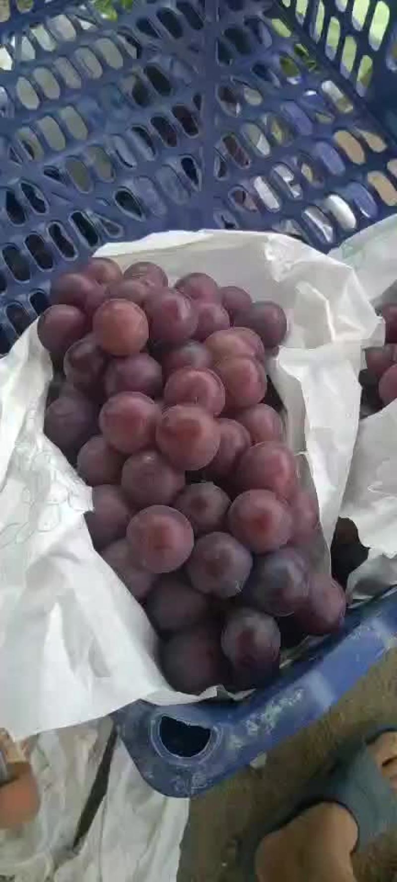 正宗山地葡萄味美甘甜粒粒饱满