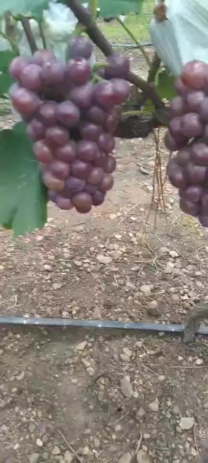 正宗山地葡萄味美甘甜粒粒饱满