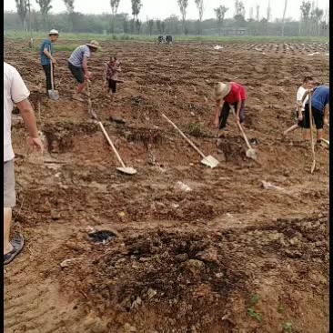 绿化/栽植/土建人工劳务