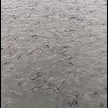 精品黄河鲤鱼，品质保证质量，尽快发货