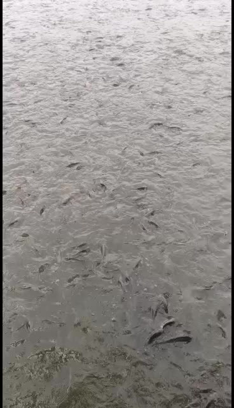 精品黄河鲤鱼，品质保证质量，尽快发货