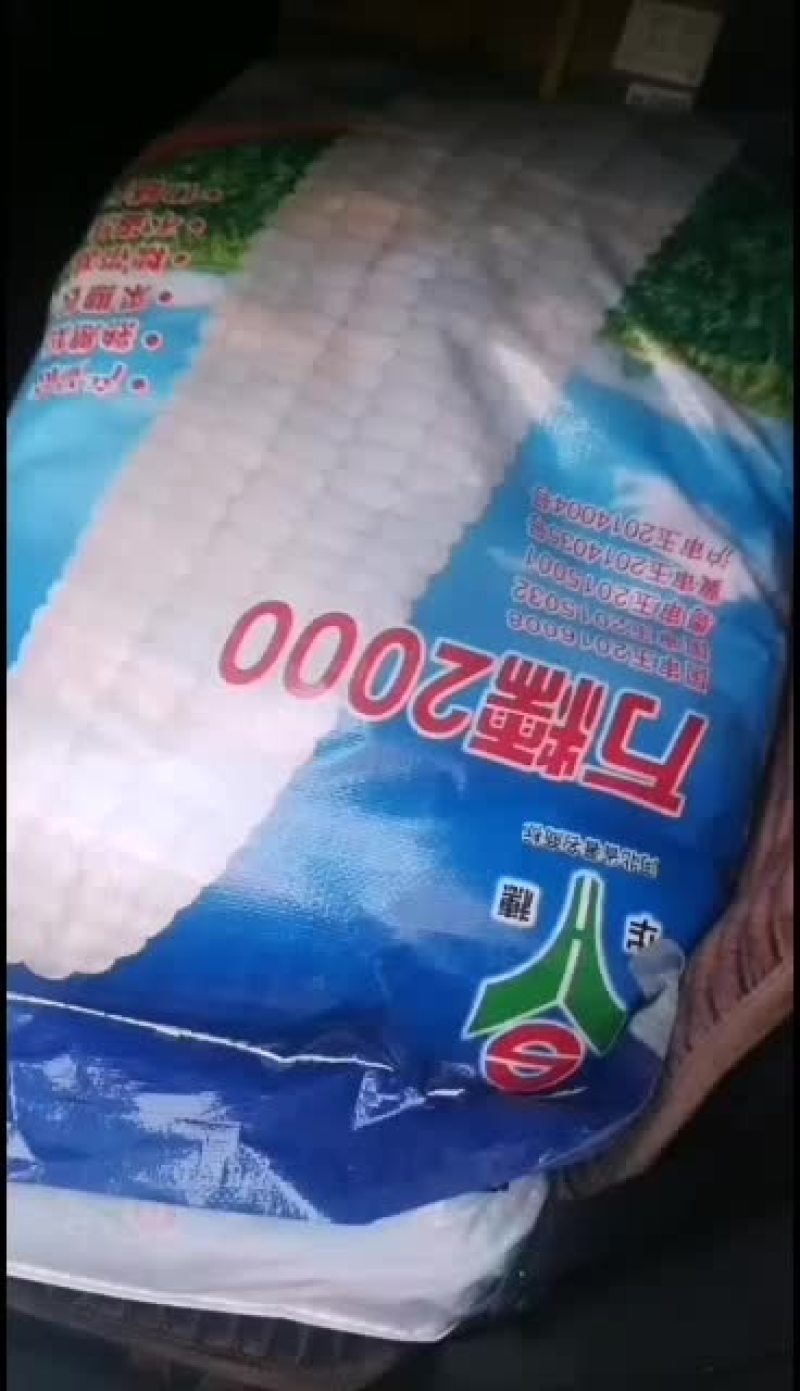 糯玉米9月初成，600亩