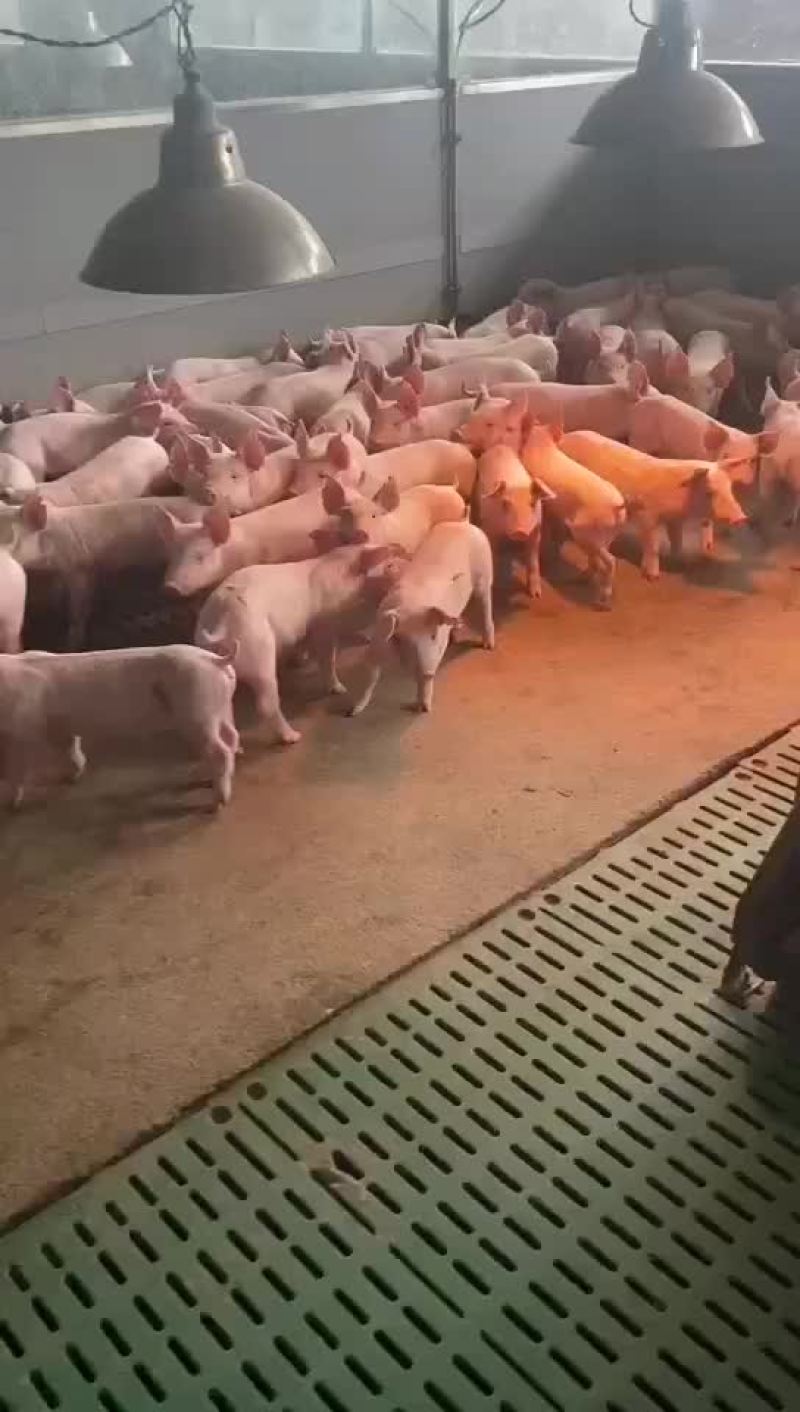 二元母猪66666666
