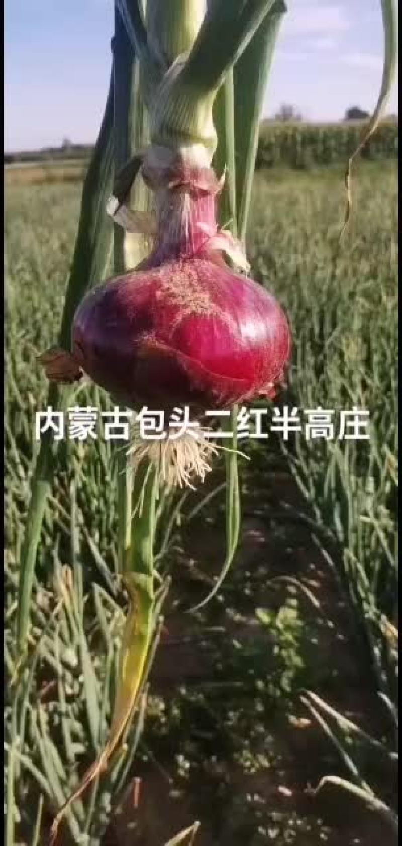内蒙古包头市二红半高庄洋葱