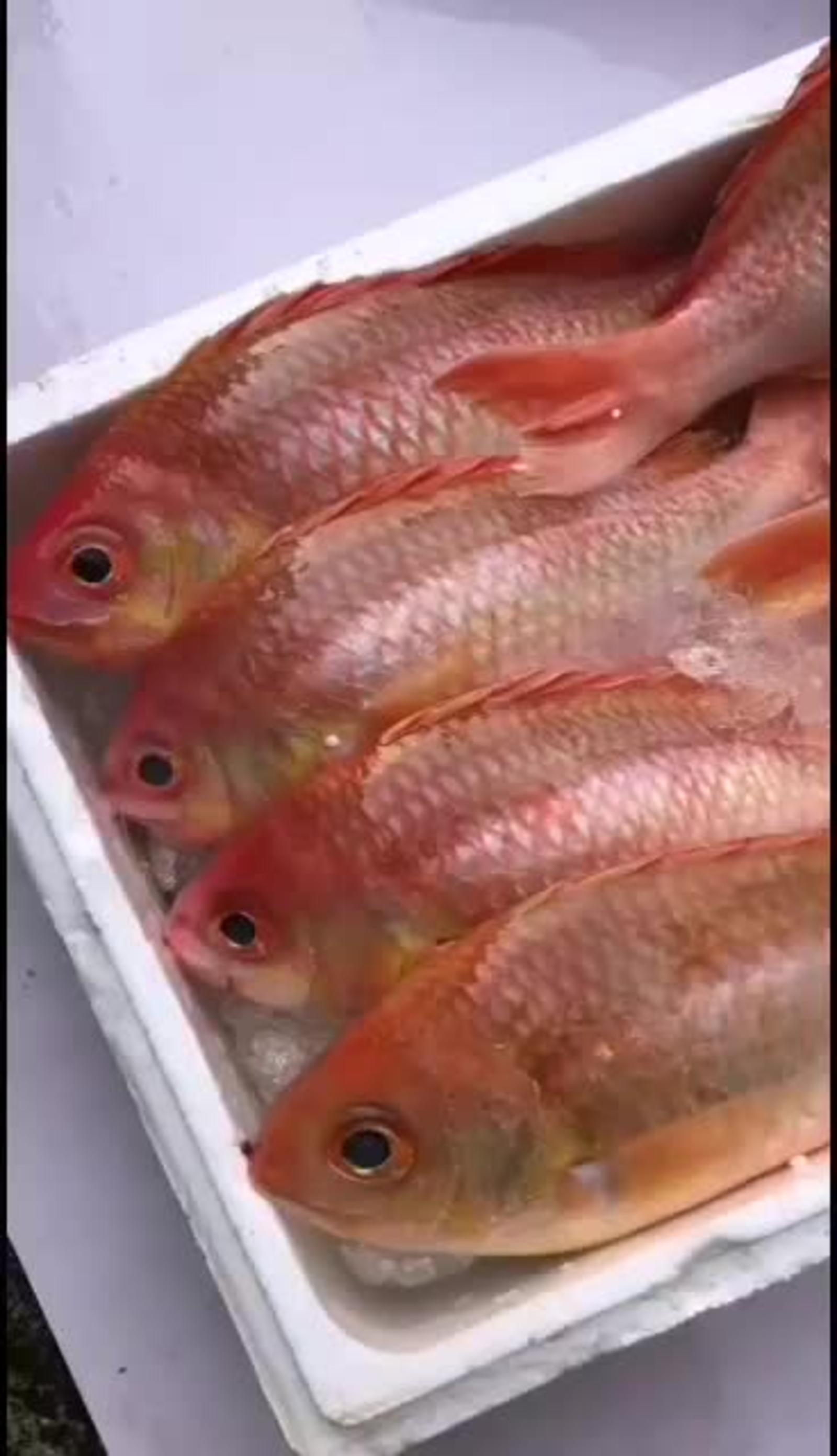 [批发[刺身食材]海钓金菠萝鱼,冰鲜海鲜深海鱼价格38.