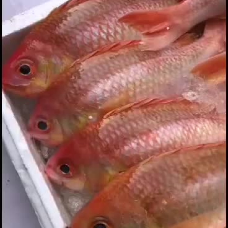 [批发][刺身食材]海钓金菠萝鱼,冰鲜海鲜深海鱼价格38.