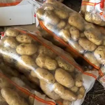 胶州市胶莱镇荷兰土豆
