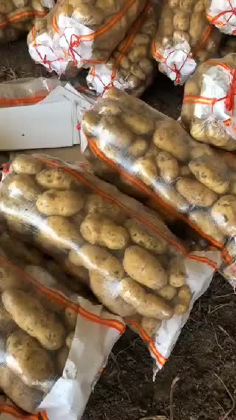 胶州市胶莱镇荷兰土豆