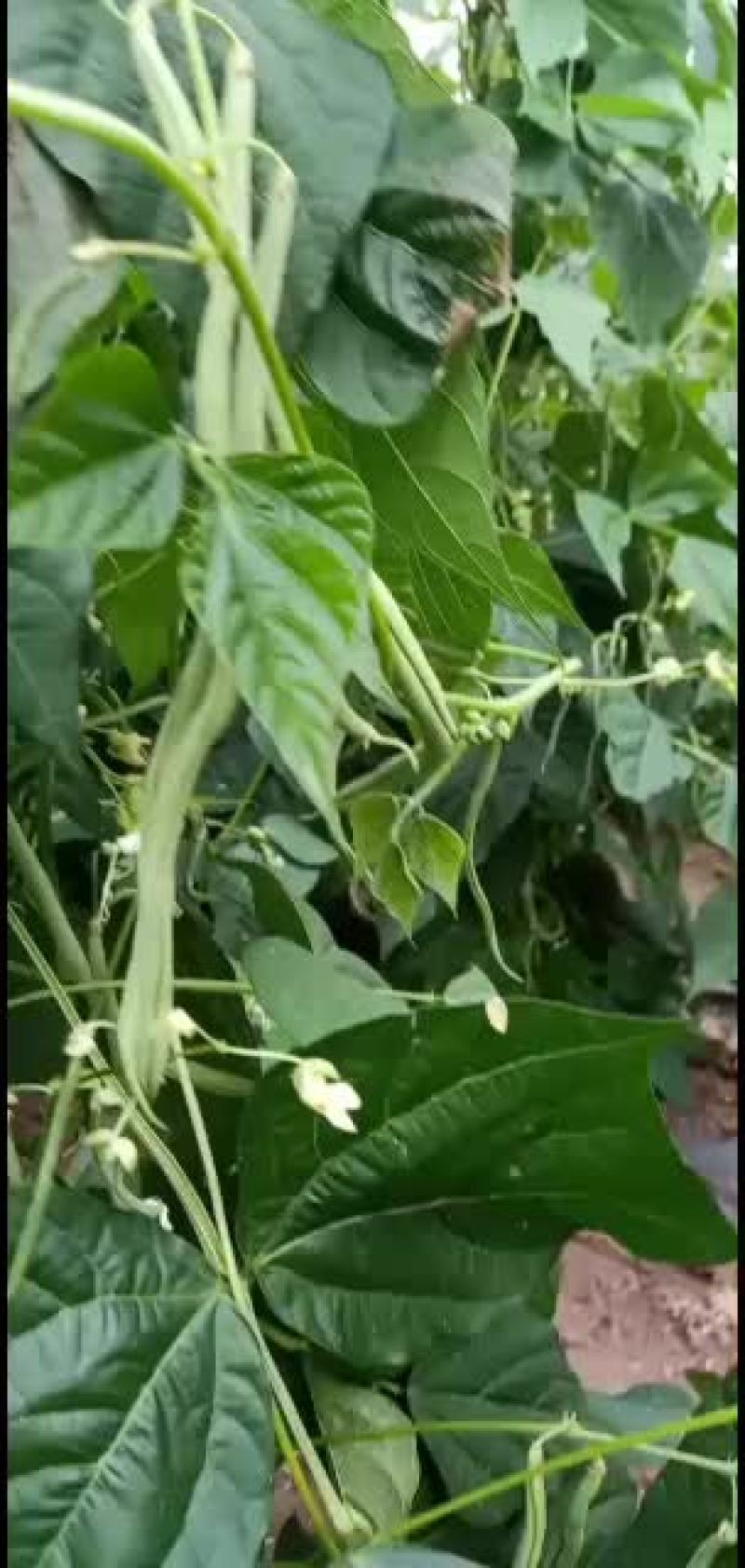 豆类精品豆角，大量上市。