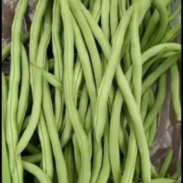 豆类精品豆角，大量上市。