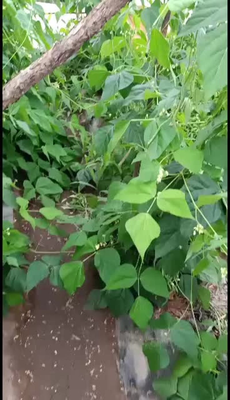 豆类精品豆角，大量上市。
