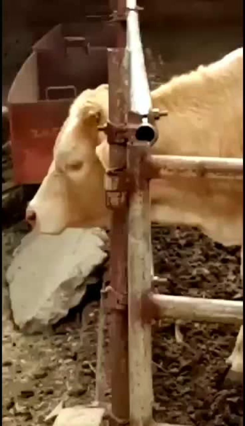 山西肉牛繁育场出售优质夏洛菜大小公母肉牛犊【货真价实】