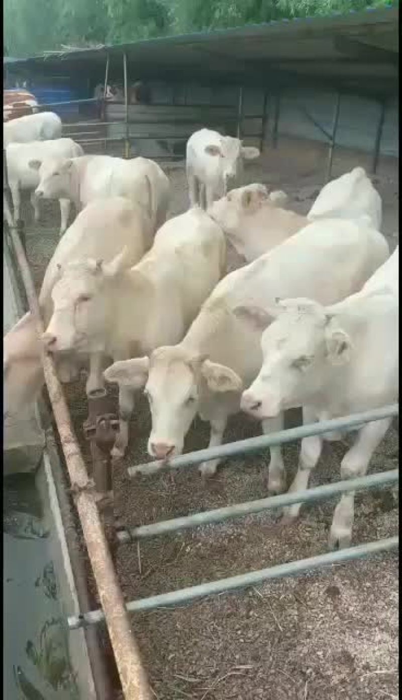 山西肉牛繁育场出售优质夏洛菜大小公母肉牛犊【货真价实】
