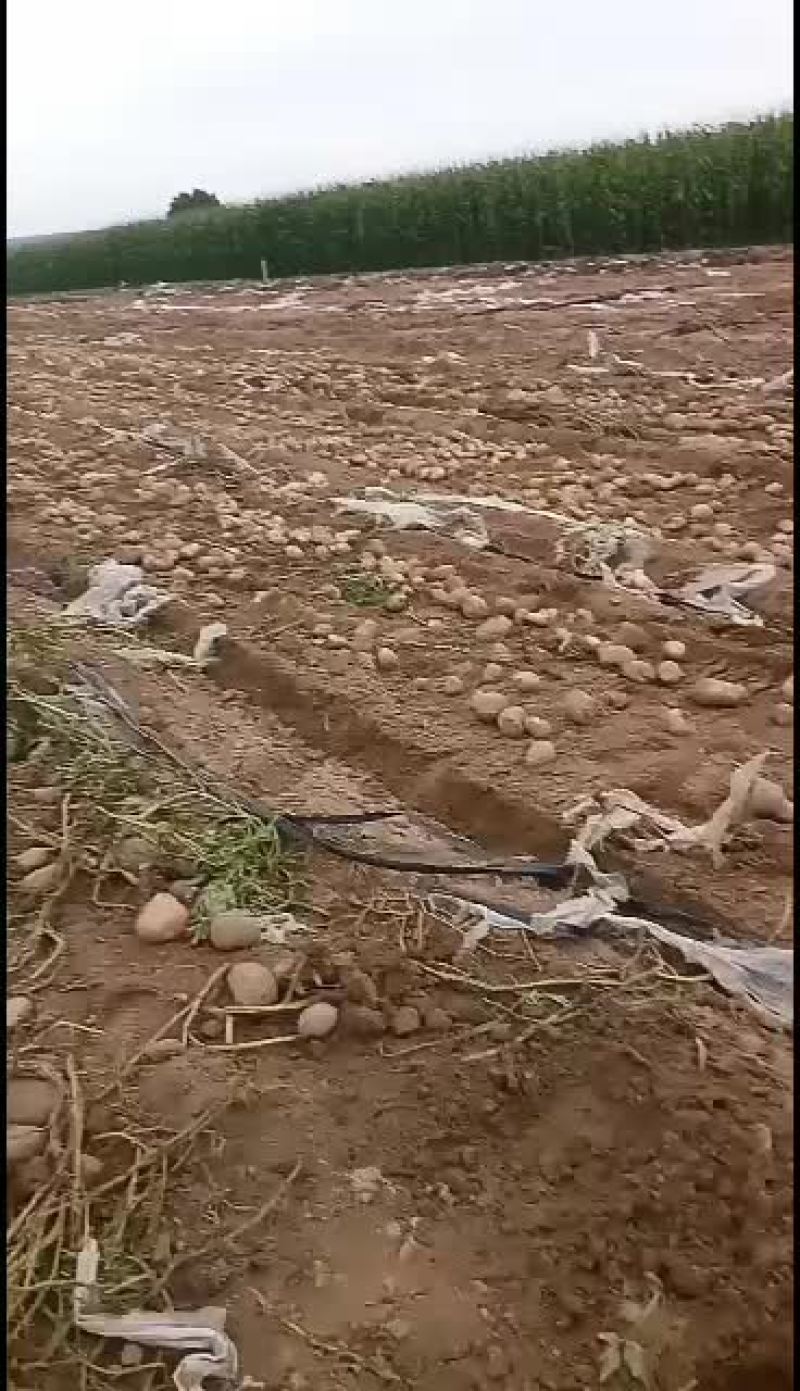 土豆每天走64000斤