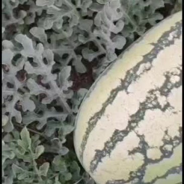 西瓜宁夏硒砂瓜口感好