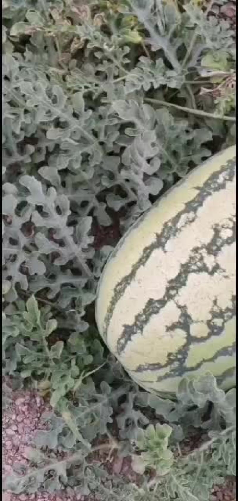 西瓜宁夏硒砂瓜口感好