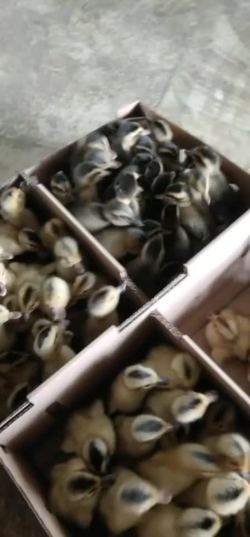常年出售各种鸡鸭鹅苗高价回收