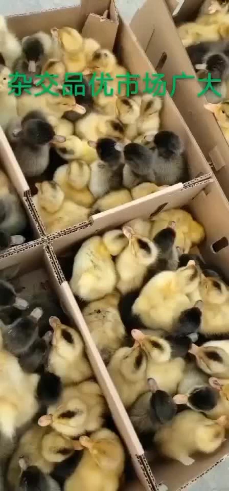 常年出售各种鸡鸭鹅苗高价回收