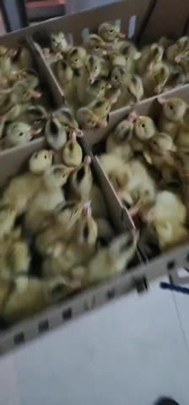 常年出售各种鸡鸭鹅苗高价回收