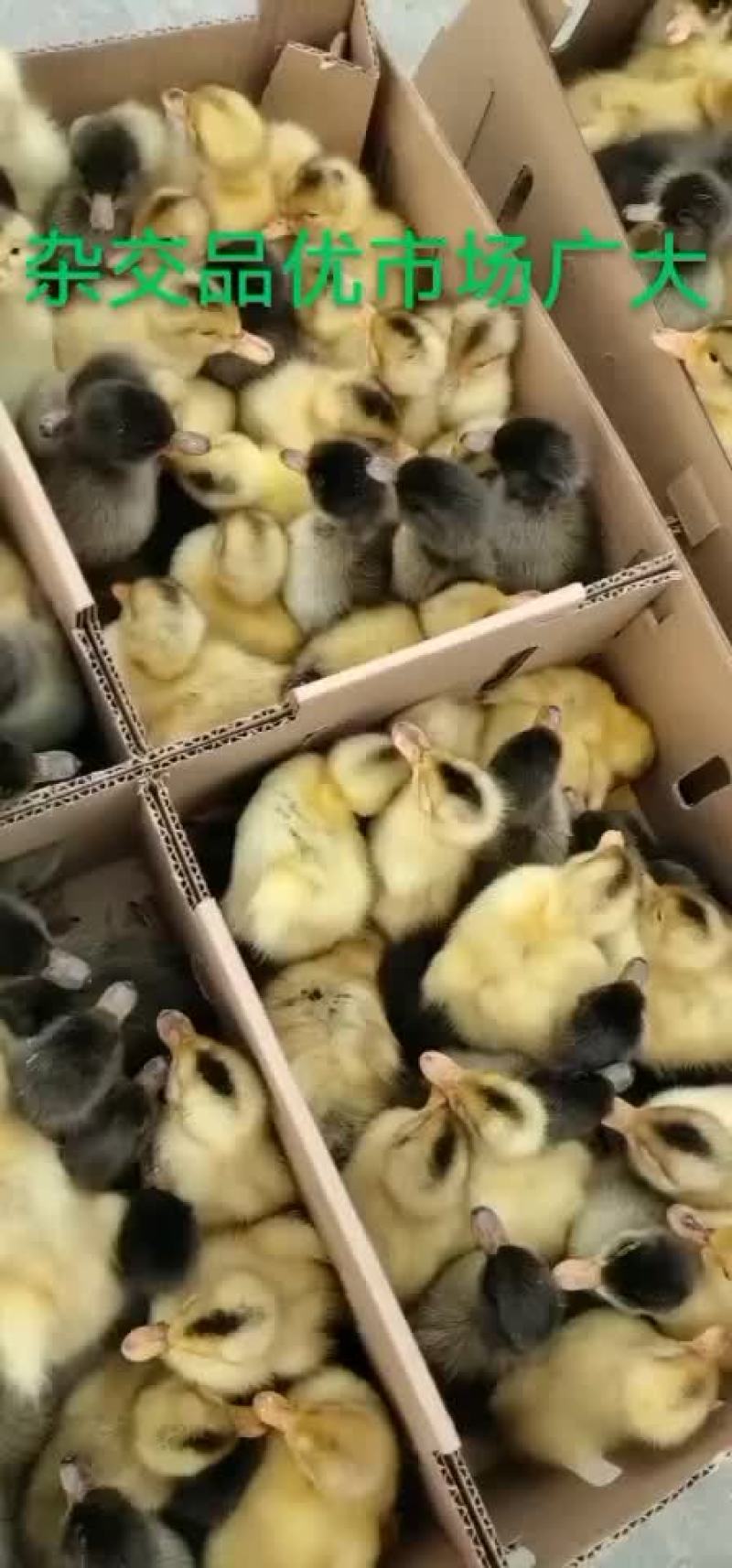 常年出售各种鸡鸭鹅苗高价回收