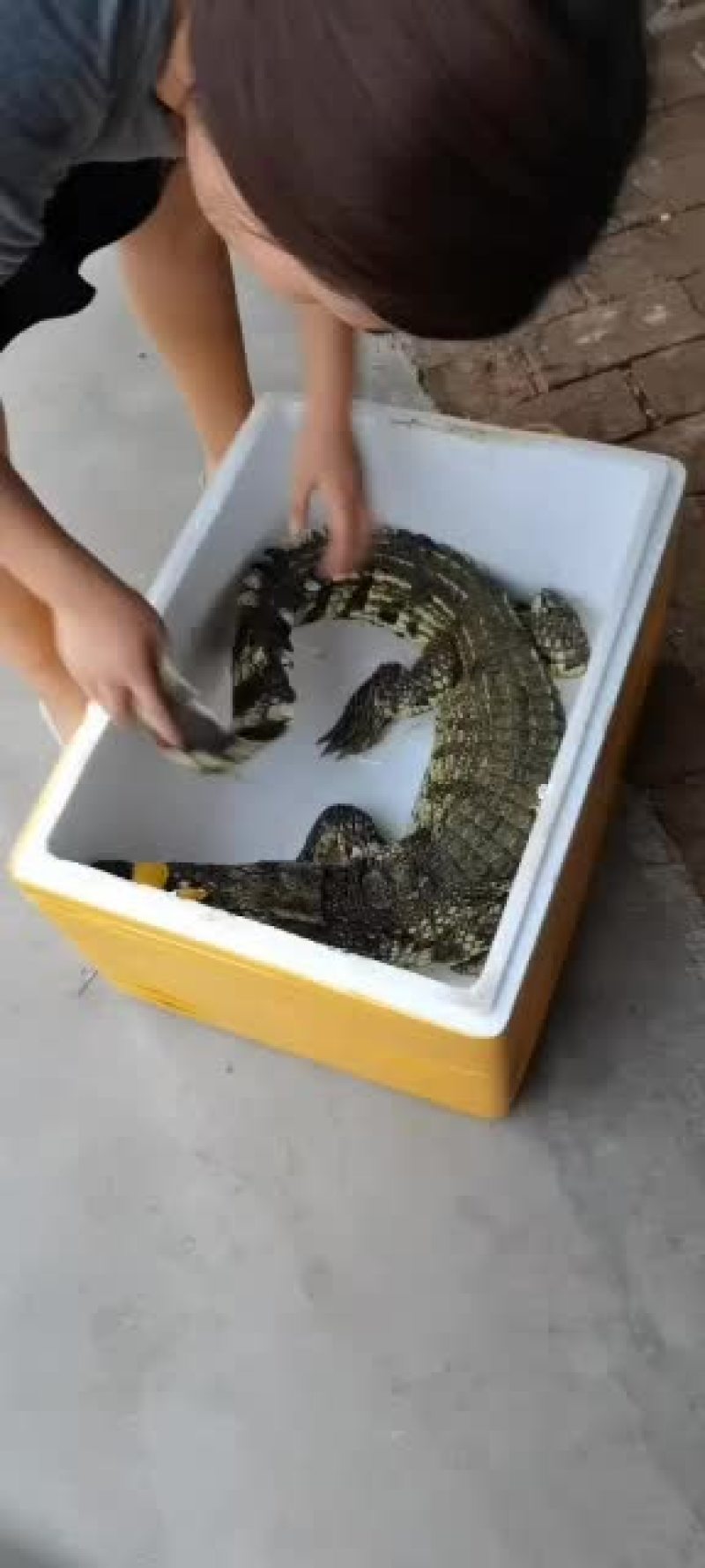 精品鳄鱼，小型鳄鱼，中型鳄鱼，