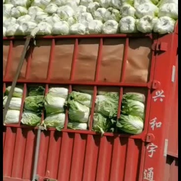 河北兴源绿色蔬菜基地代收团队大量供应黄心白菜，有需要的联