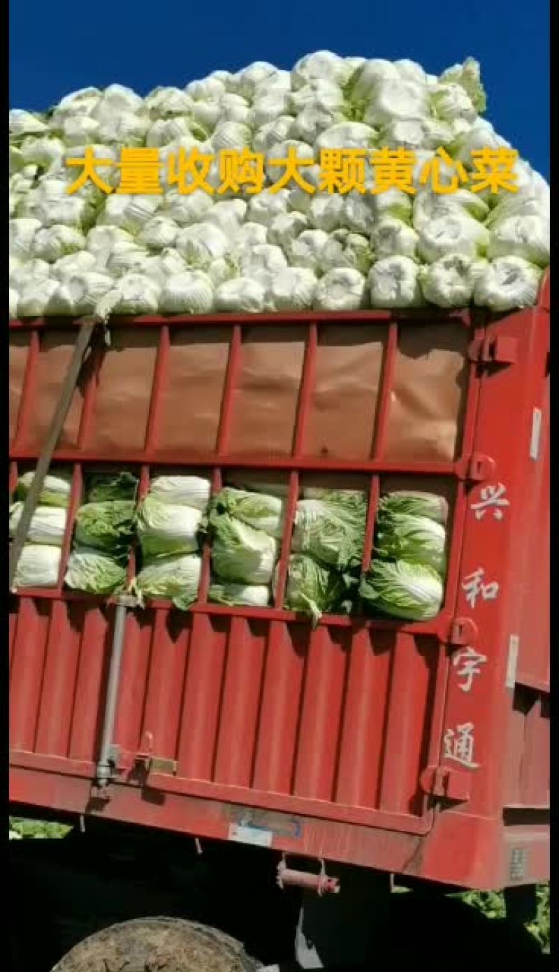 河北兴源绿色蔬菜基地代收团队大量供应黄心白菜，有需要的联