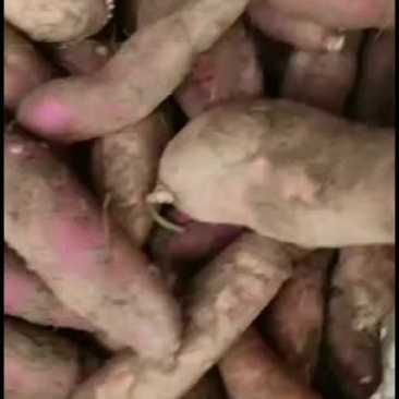 自己种的红花菜没有中间费用