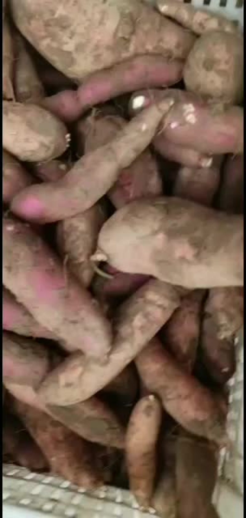 自己种的红花菜没有中间费用