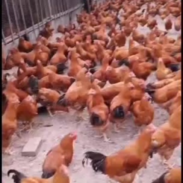 土阉中鸡，毛水靓鸡健康，价格便宜