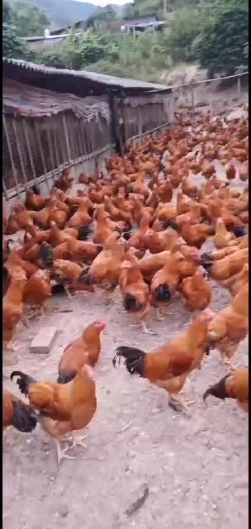 土阉中鸡，毛水靓鸡健康，价格便宜