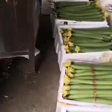 精品鲜花丝瓜大量上市