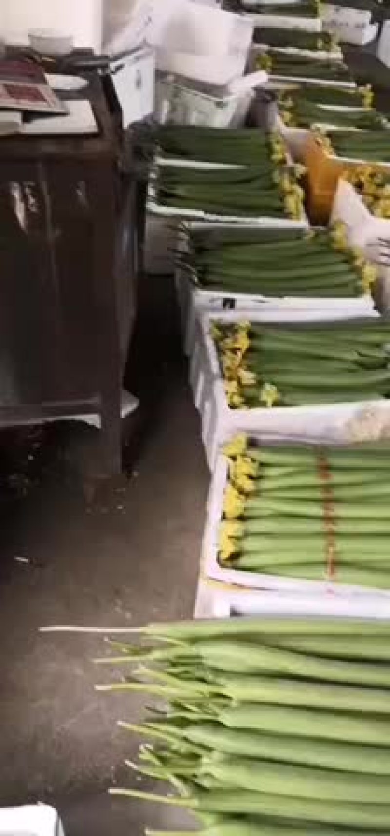 精品鲜花丝瓜大量上市