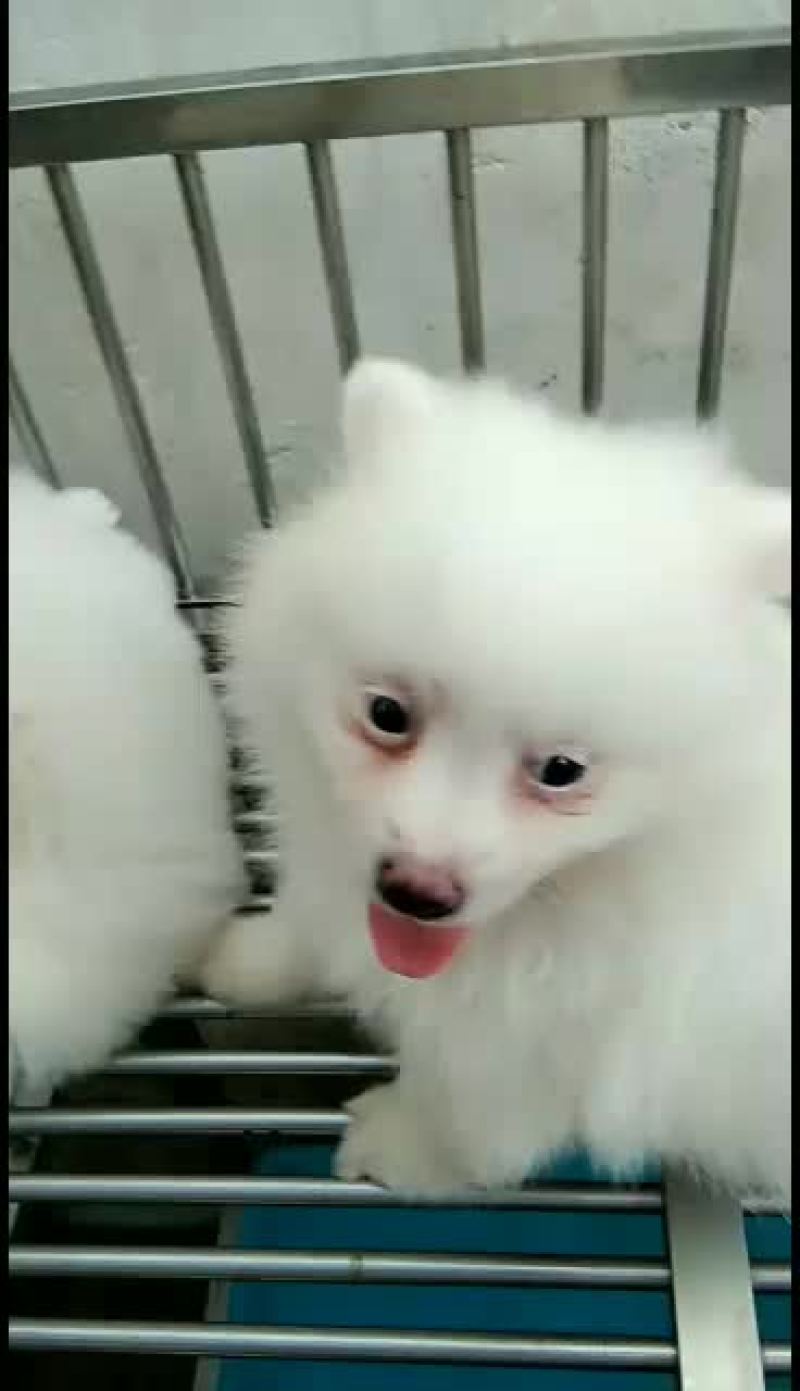 供应。各种各样的宠物狗狗。价格低。品种纯。一只也发货