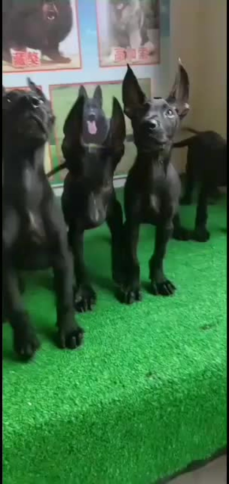 供应。各种各样的宠物狗狗。价格低。品种纯。一只也发货