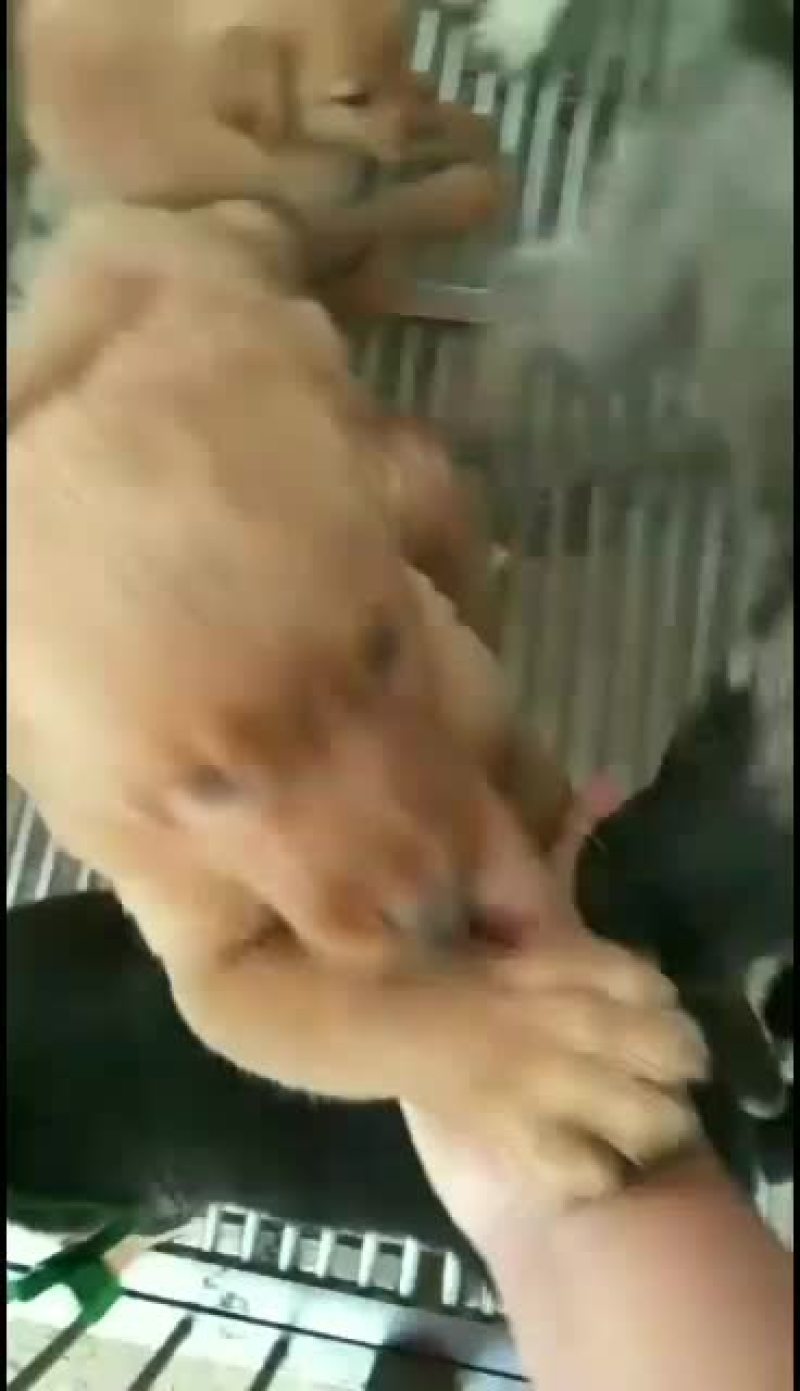 供应。各种各样的宠物狗狗。价格低。品种纯。一只也发货