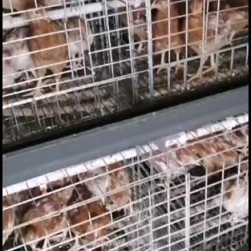 常年出售及代养优质青年鸡