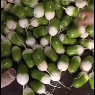 园青萝卜大量上市有议的打电话